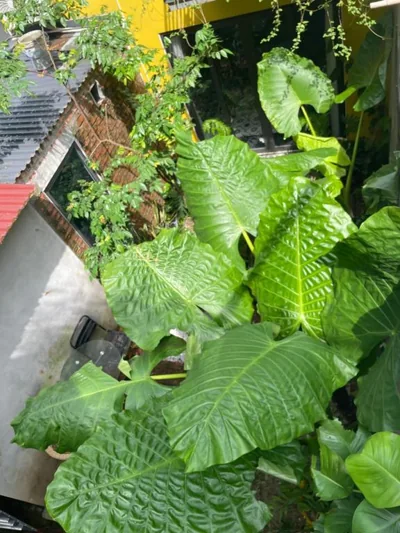 ỐC Homestay Cat Ba – Foto 12